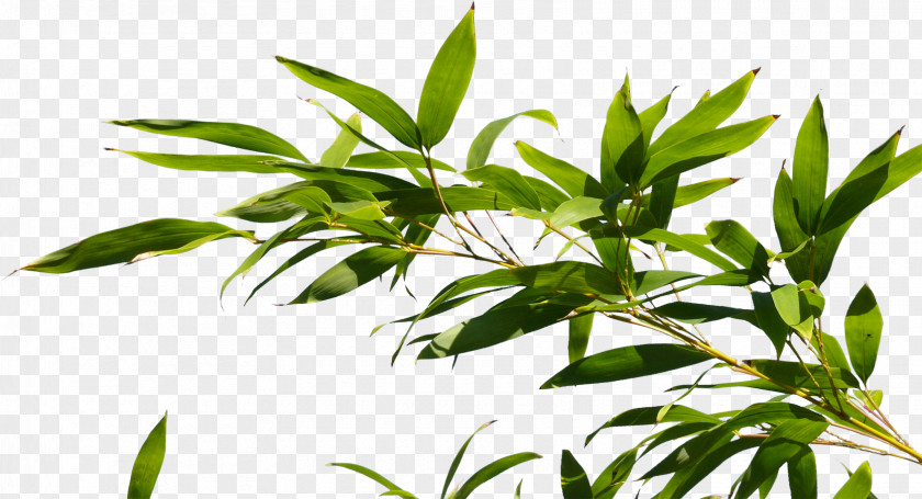 Bamboo Branch Tree Plant PNG