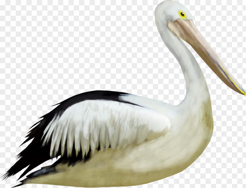 Duck Bird Crane PNG