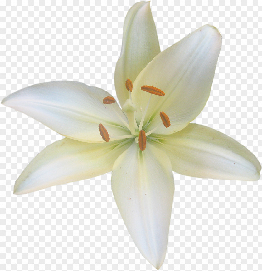 Flower Lilium Candidum Fleur-de-lis Liliaceae Clip Art PNG