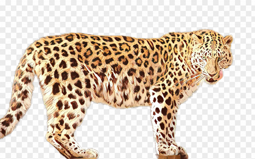 Leopard Jaguar Cheetah Ocelot Fauna PNG