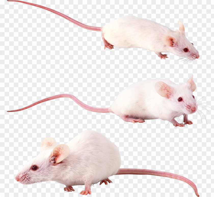 Mouse, Rat Image Hamster Gerbil Sigmodontinae Mouse PNG