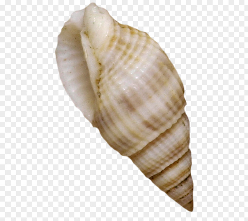 Seashells Cockle Seashell Mussel Shellfish PNG