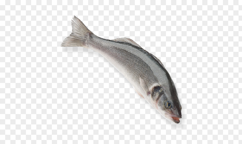 Sockeye Salmon Bonyfish European Bass Capelin Turkey Aquaculture Fish PNG