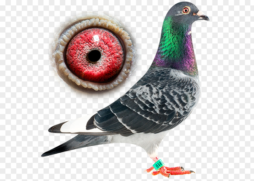 Usain Bolt Batenburg Bird Columbidae Dream Of No Other Family Tree PNG