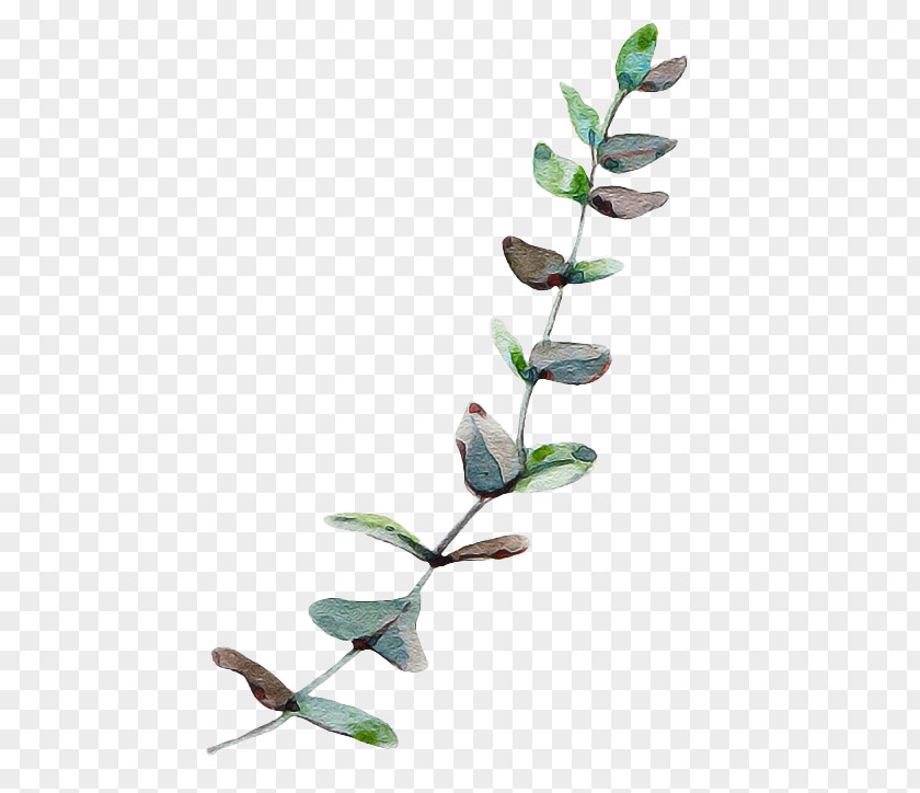 Bud Pedicel Eucalyptus Tree PNG