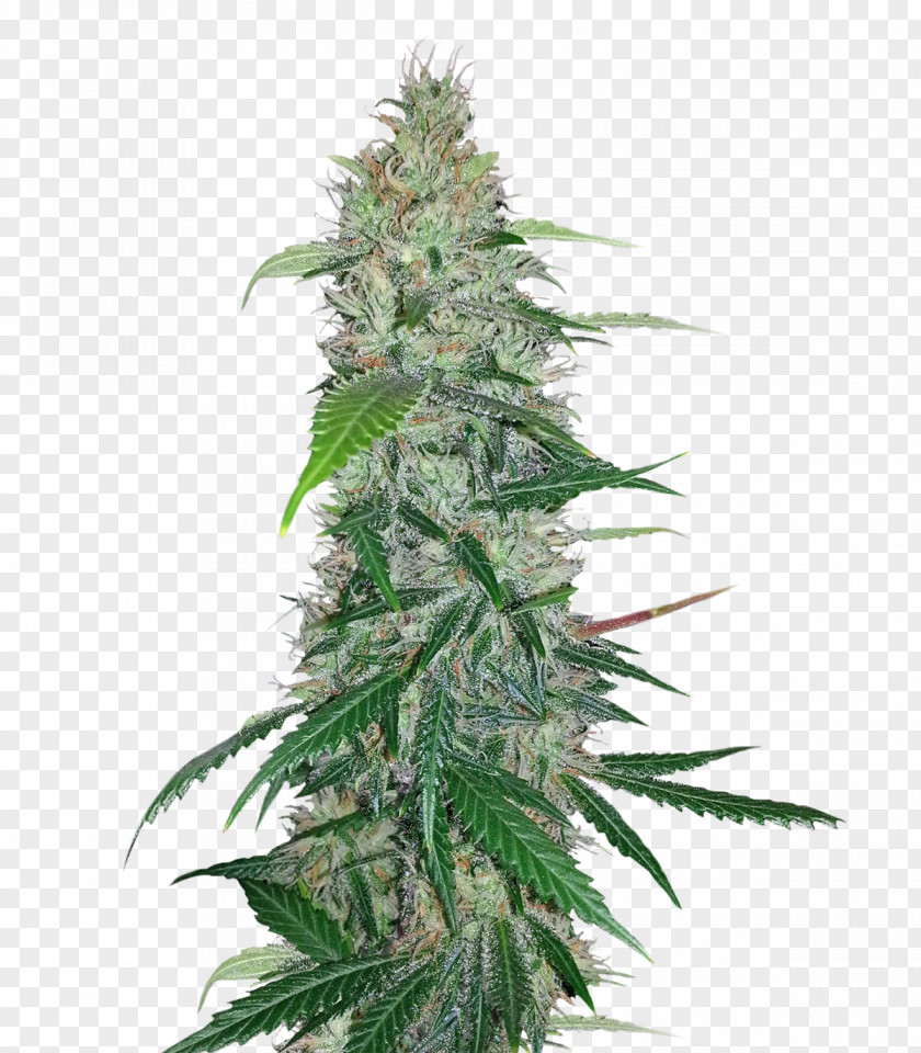 Cannabis Skunk Sensi Seeds PNG