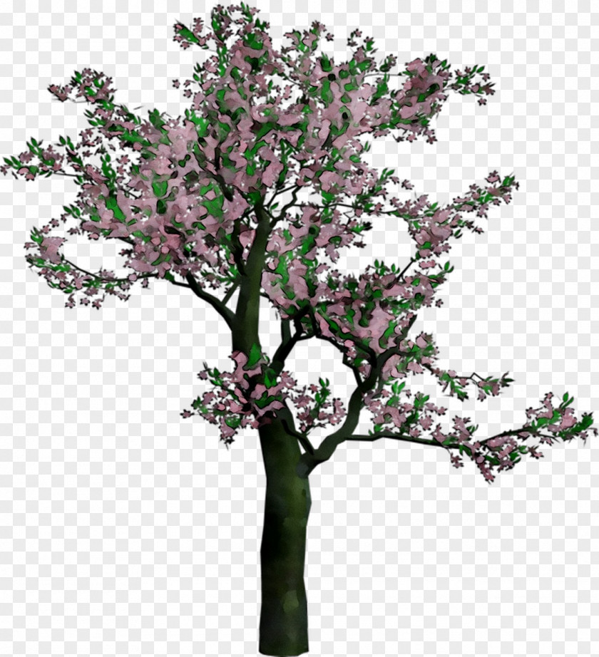 Cherry Blossom Clip Art Image PNG