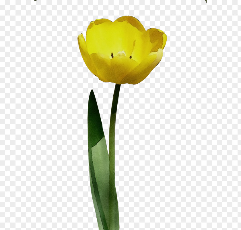 Flower Yellow Tulip Petal Plant PNG