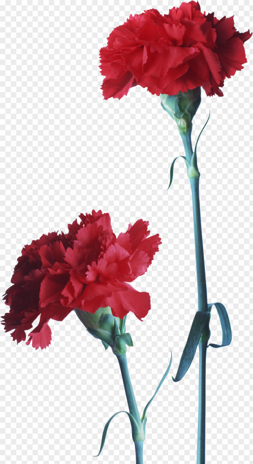 Gazania Carnation Flower Red Dianthus PNG