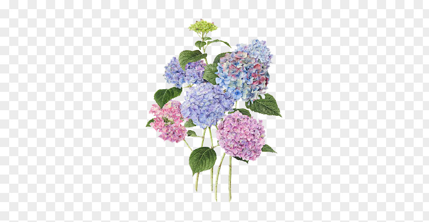 Hand-painted Hydrangea PNG hydrangea clipart PNG