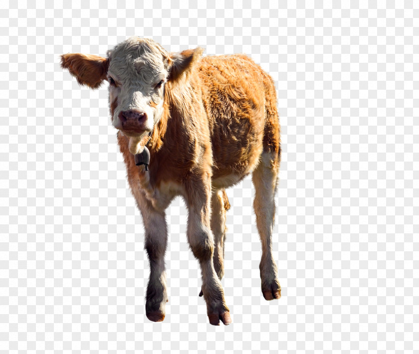 Animal Figure Wildlife Cow Background PNG
