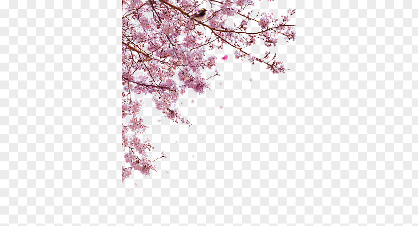 Cherry Tree Realism PNG tree realism clipart PNG