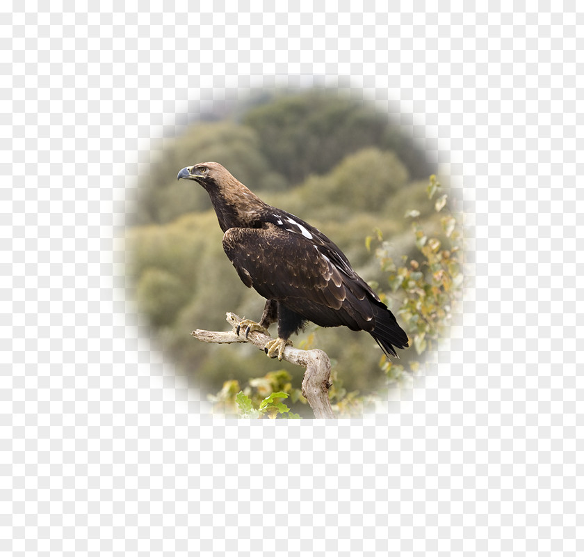 Eagle Eastern Imperial Vinnytsia Bird Of Prey PNG