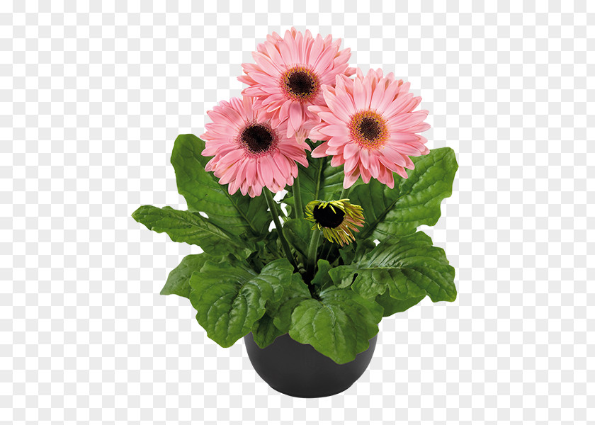 Plant Transvaal Daisy Flowerpot Floral Design PNG