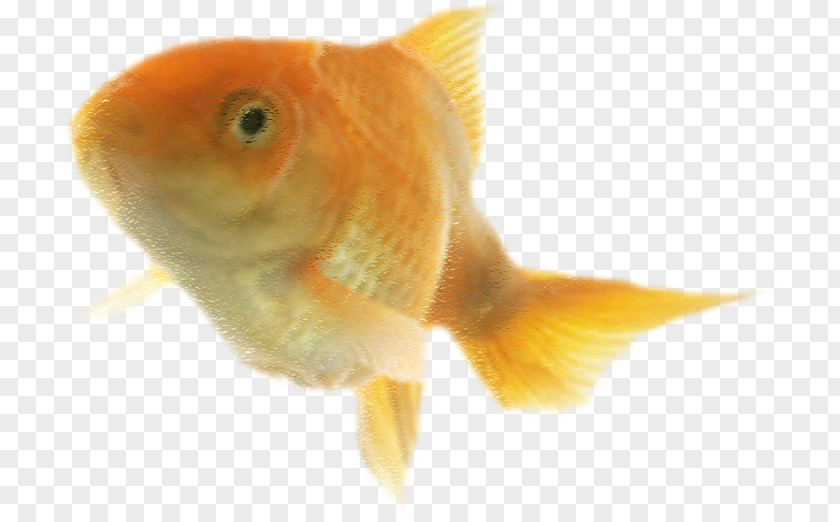Yellow Goldfish Swimming Feeder Fish Bony Fishes PNG
