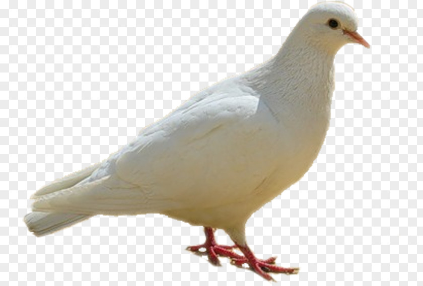 Dove, Birds, White Columbidae Bird Columba PNG