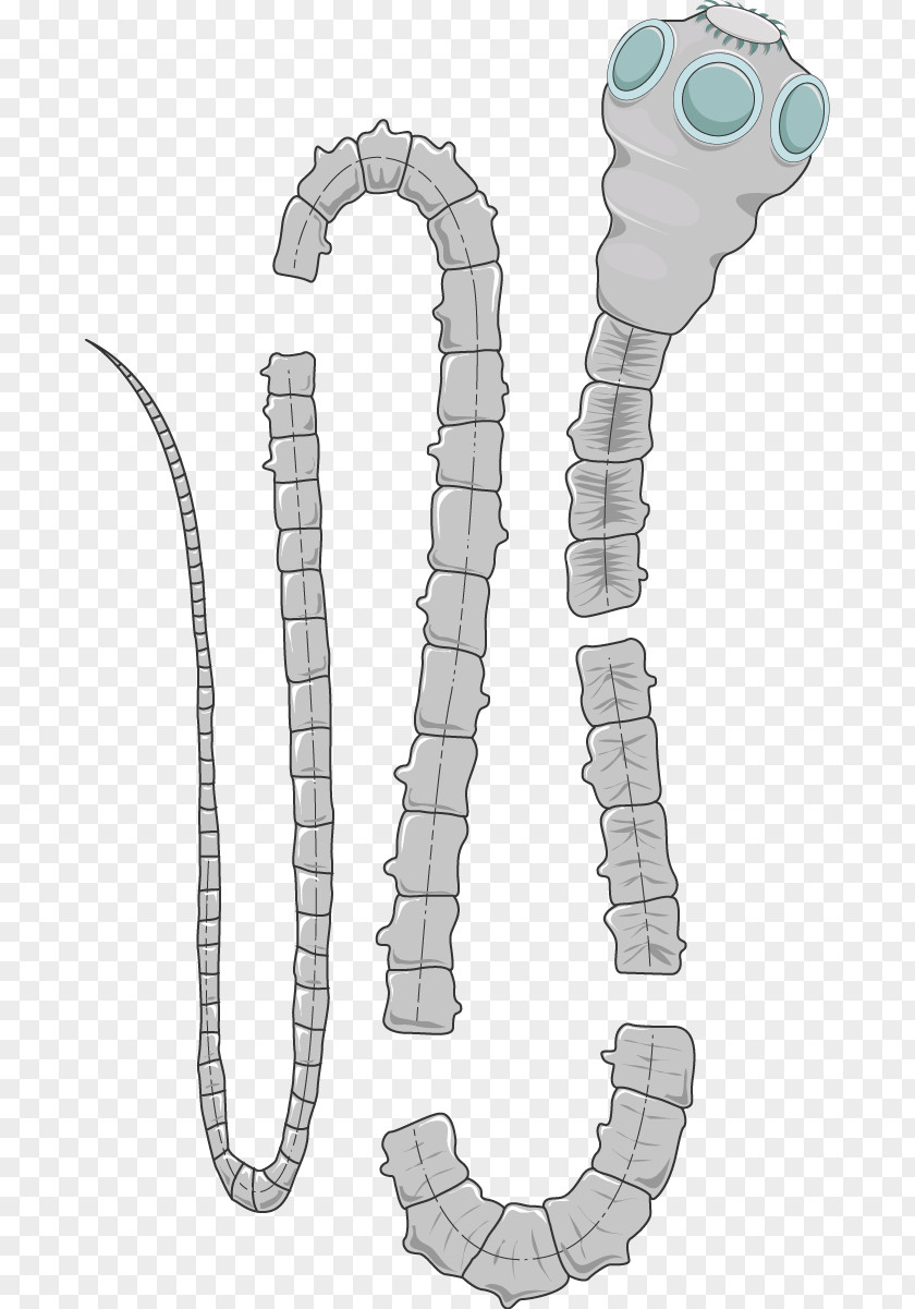 BACTERIUM Pork Tapeworm Taenia Saginata Cysticercosis Medicine Giant Roundworm PNG