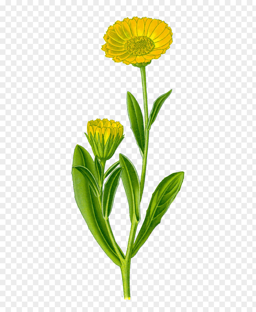 Calendula Officinalis English Marigold Medicinal Plants Herb Medicine PNG