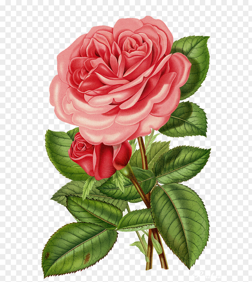 Flower Printing Roses In A Bowl Rose Garden Centifolia PNG