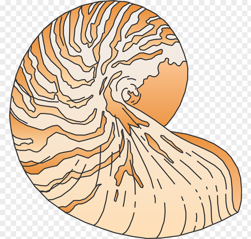 Mol Rakushka Invertebrate Seashell Clip Art PNG