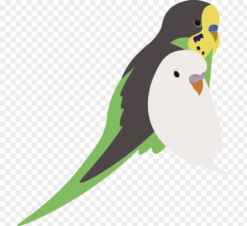 Parakeet Drawing Pet Clip Art PNG