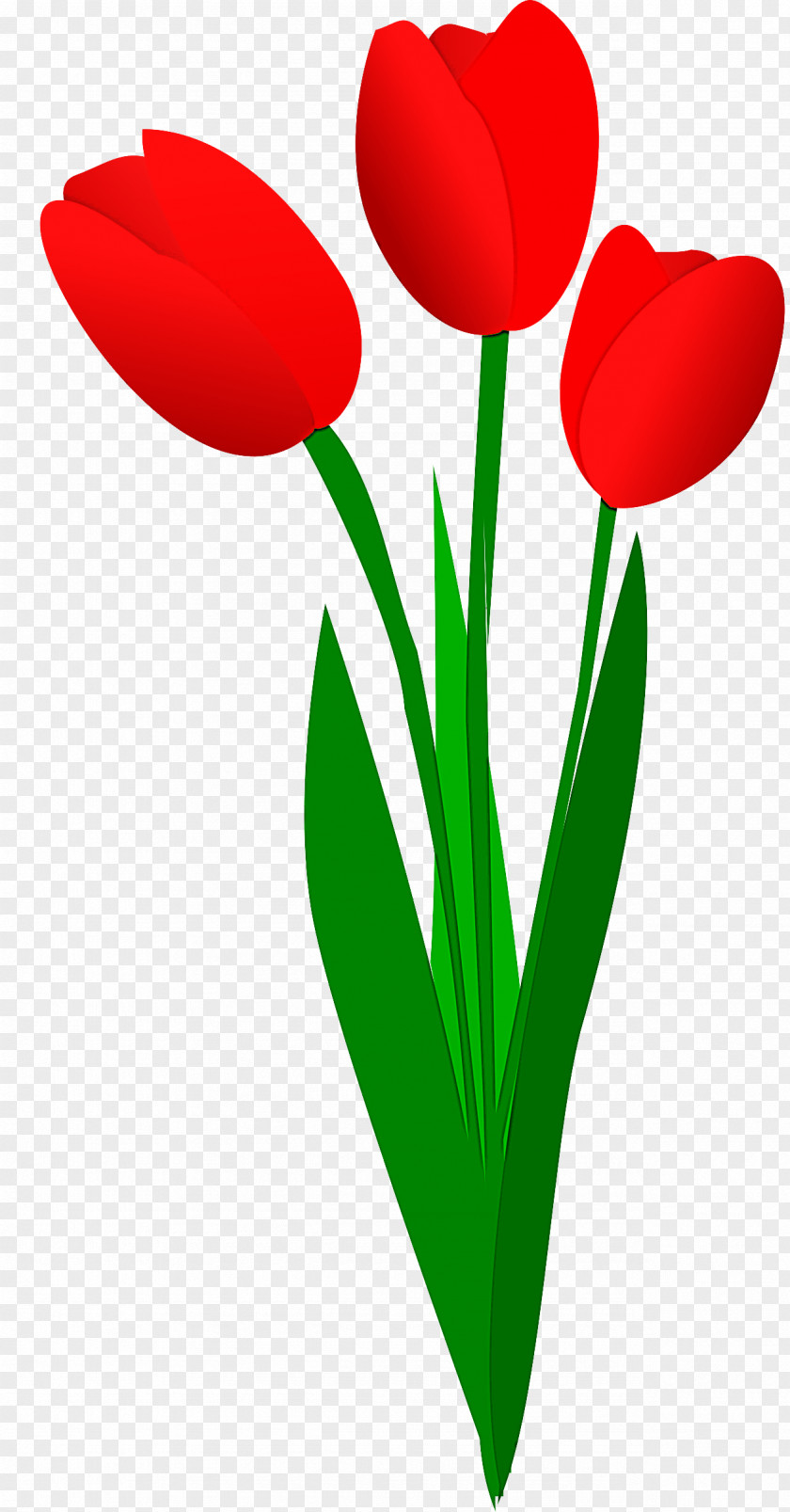 Tulip Red Flower Petal Plant PNG