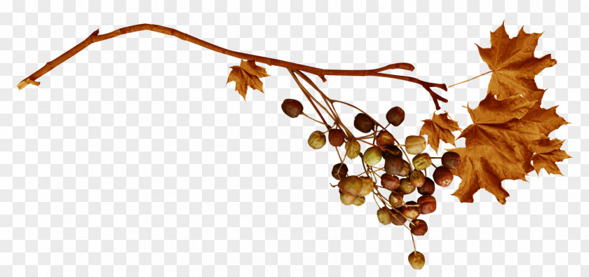 Arboles Leaf Branch PNG