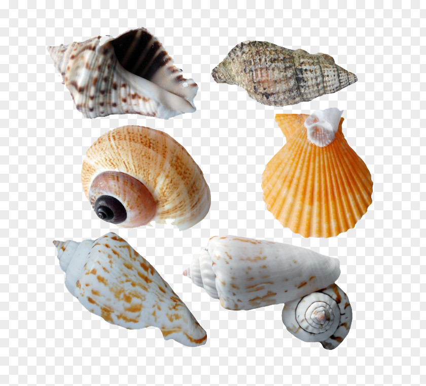 Conch Creative Photos Cockle Seashell Molluscs Clip Art PNG