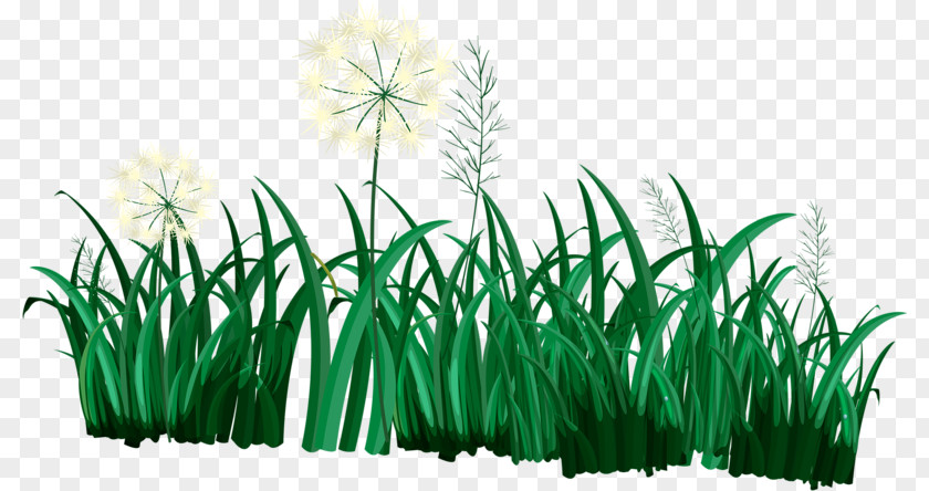 Dandelion Grass Duck Clip Art PNG