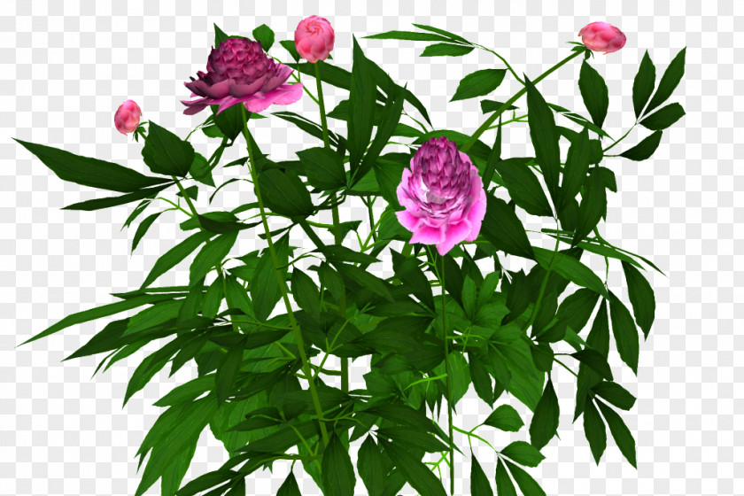 Pink Peony Shrub Cut Flowers Plant PNG
