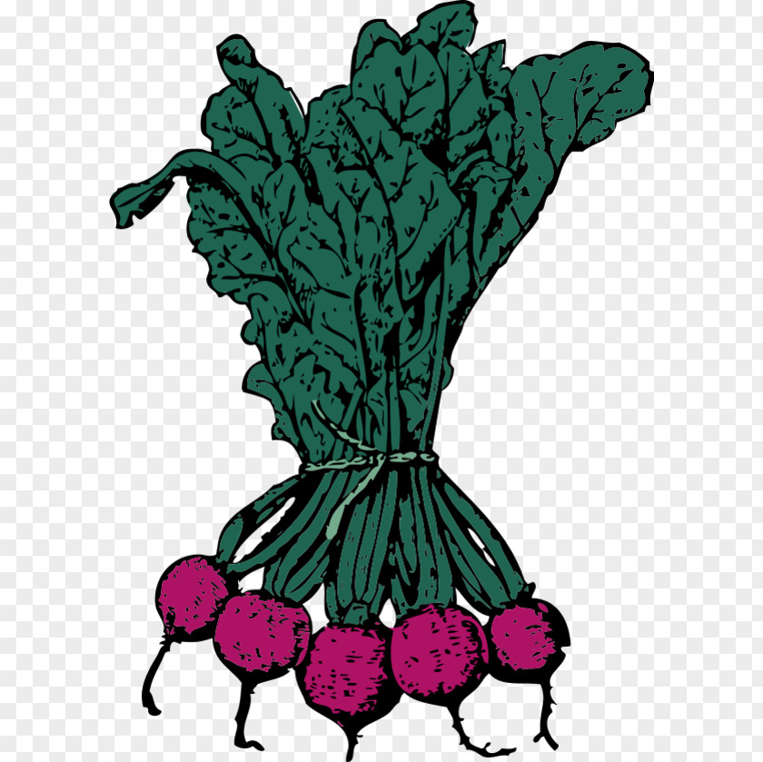 Vegetable Pictures Sugar Beet Beetroot Clip Art PNG