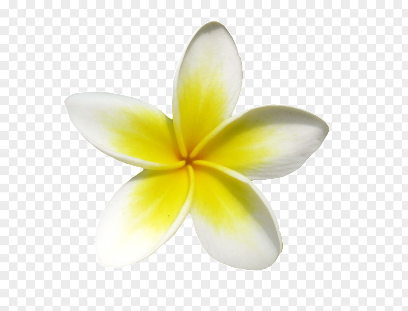 A Small Yellow Frangipani Euclidean Vector Icon PNG