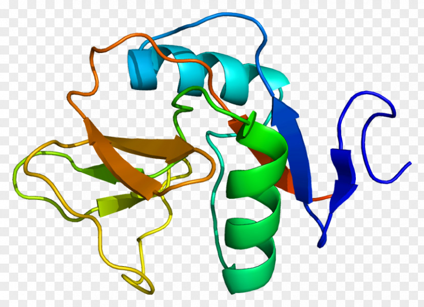 CD69 Membrane Protein C-type Lectin PNG