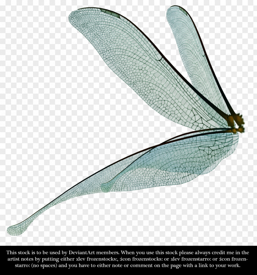 Dragon Fly Dragonfly Insect Wing Clip Art PNG