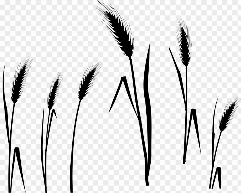 M Eyebrow Font Line Grasses Black & White PNG