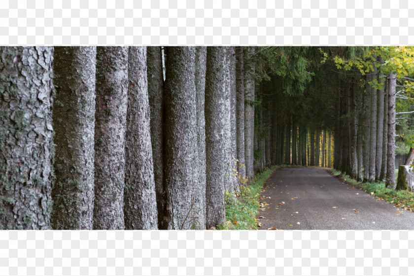 Tree Chézard-Saint-Martin Avenue Norway Spruce /m/083vt PNG