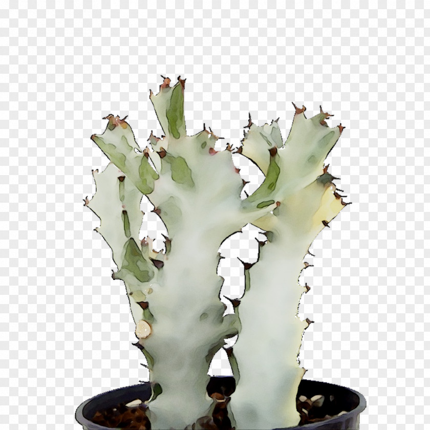 Eastern Prickly Pear Plant Stem Plants PNG