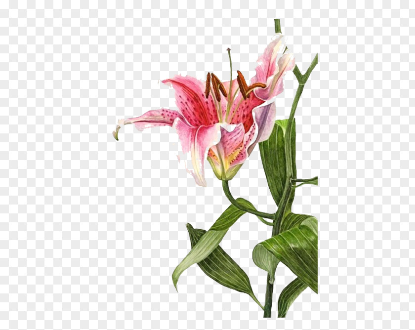 Pink Lily Lilium Bulbiferum Watercolor Painting Botanical Illustration Drawing PNG