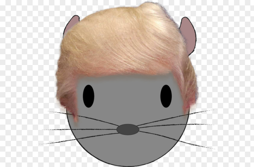 Pleasantly Cool Cat Rat Mouse Whiskers Mammal PNG