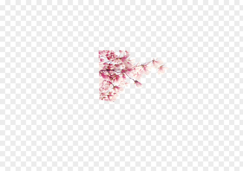 Plum Flower Pink Blossom Cherry Petal PNG