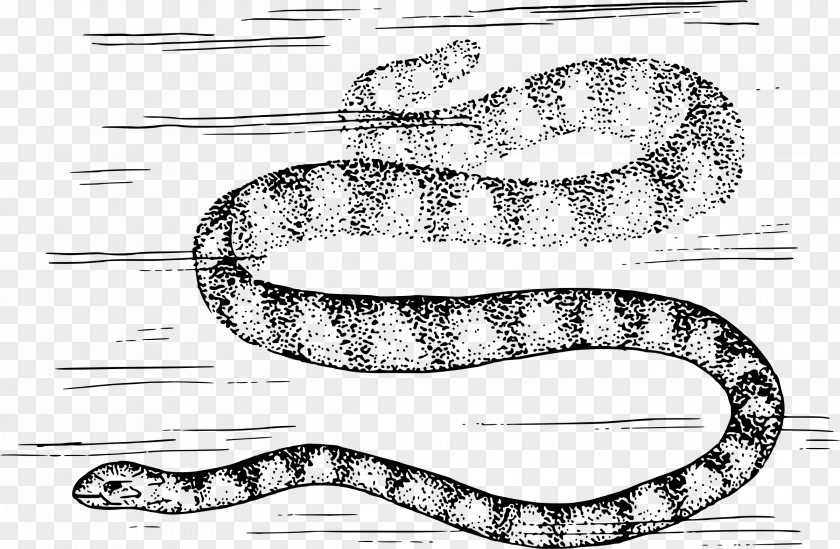 Snake Clipart Rattlesnake Vipers Boa Constrictor Clip Art PNG