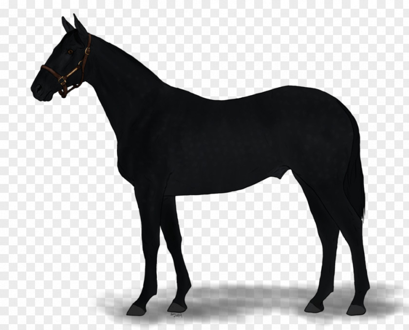Australian Stock Horse Thoroughbred American Quarter Anglo-Arabian PNG