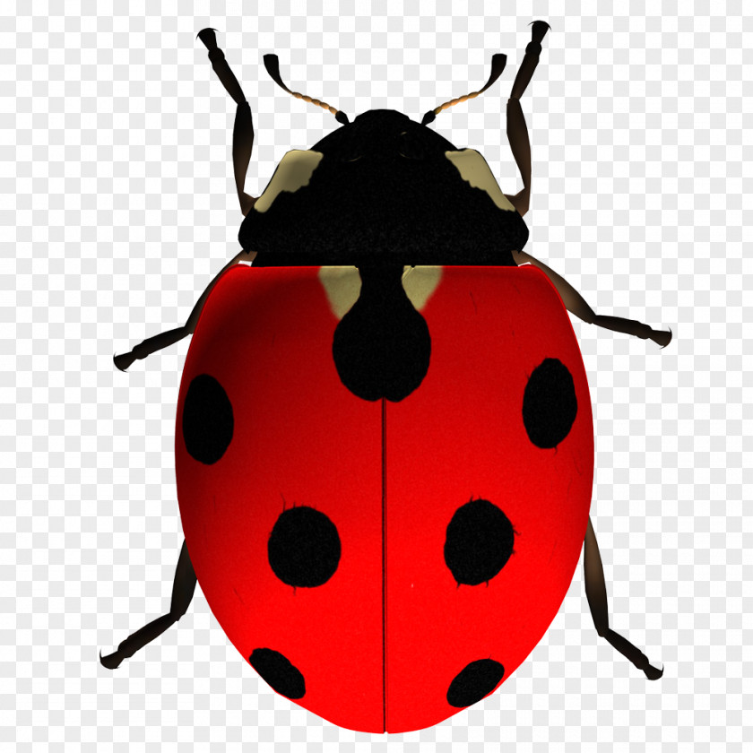 False Ladybird Beetle Lucky Ladybug Clip Art Image PNG