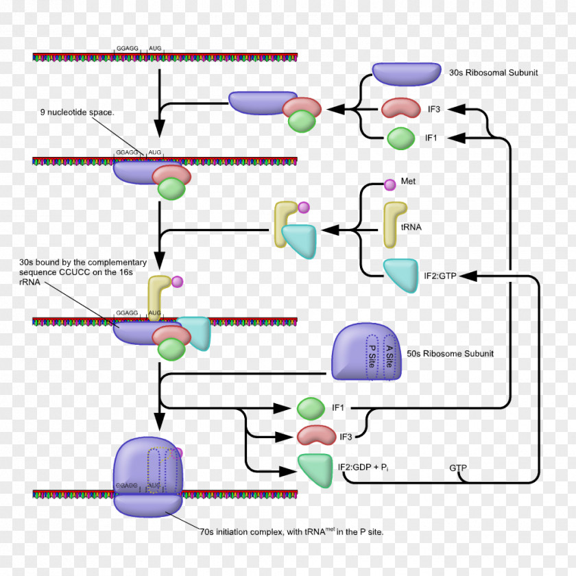 Five Prime Untranslated Region Prokaryotic Translation Eukaryotic Prokaryote PNG