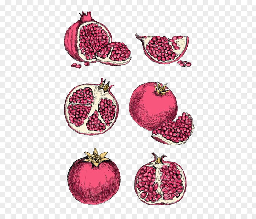 Pomegranate Seeds Drawing Art Illustrator Watercolor Painting PNG