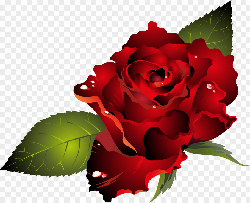 Red Rose Valentine's Day Dia Dos Namorados Heart Clip Art PNG