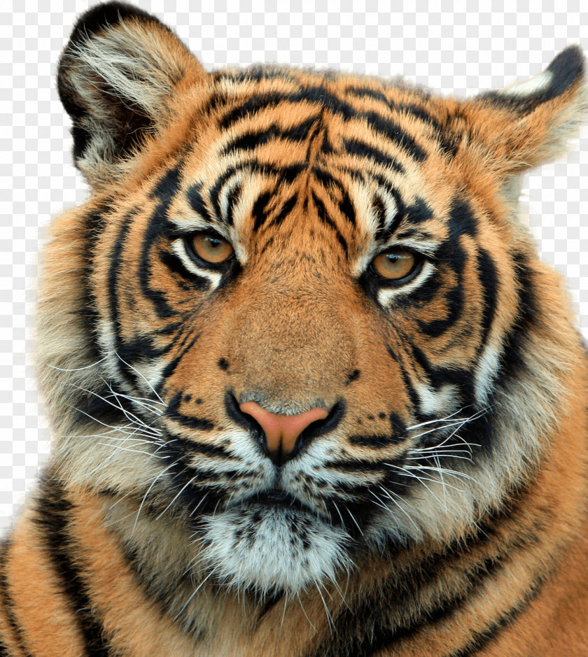 Tiger Head PNG head clipart PNG