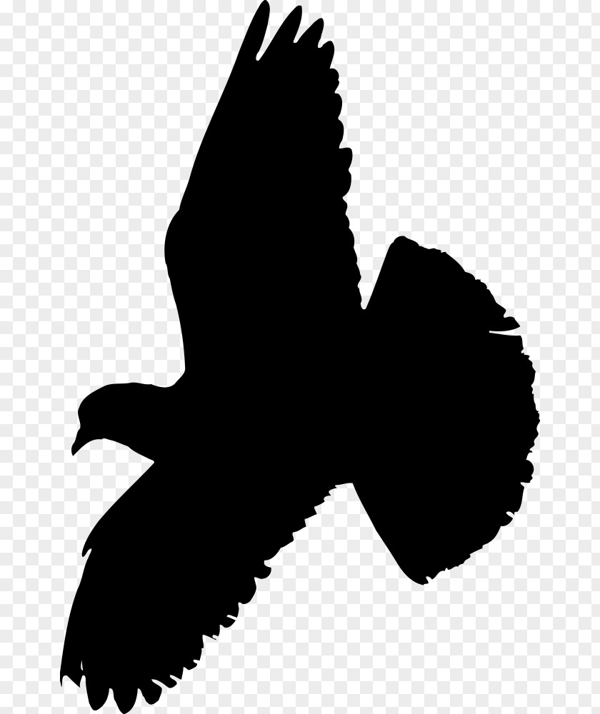Bird Columbidae Indian Fantail Pigeon Squab PNG