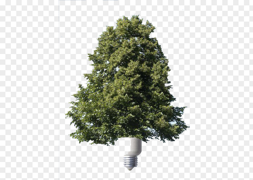 Creative Energy Saving Trees Conservation Spruce Renewable PNG