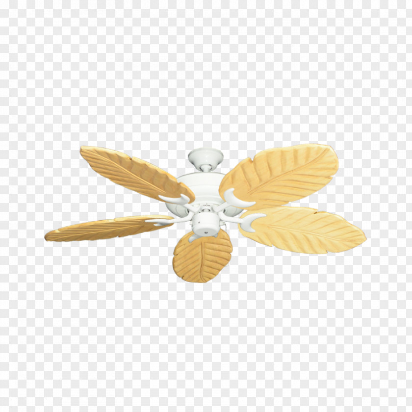 Fan Palm Insect Butterfly 2M Wing PNG